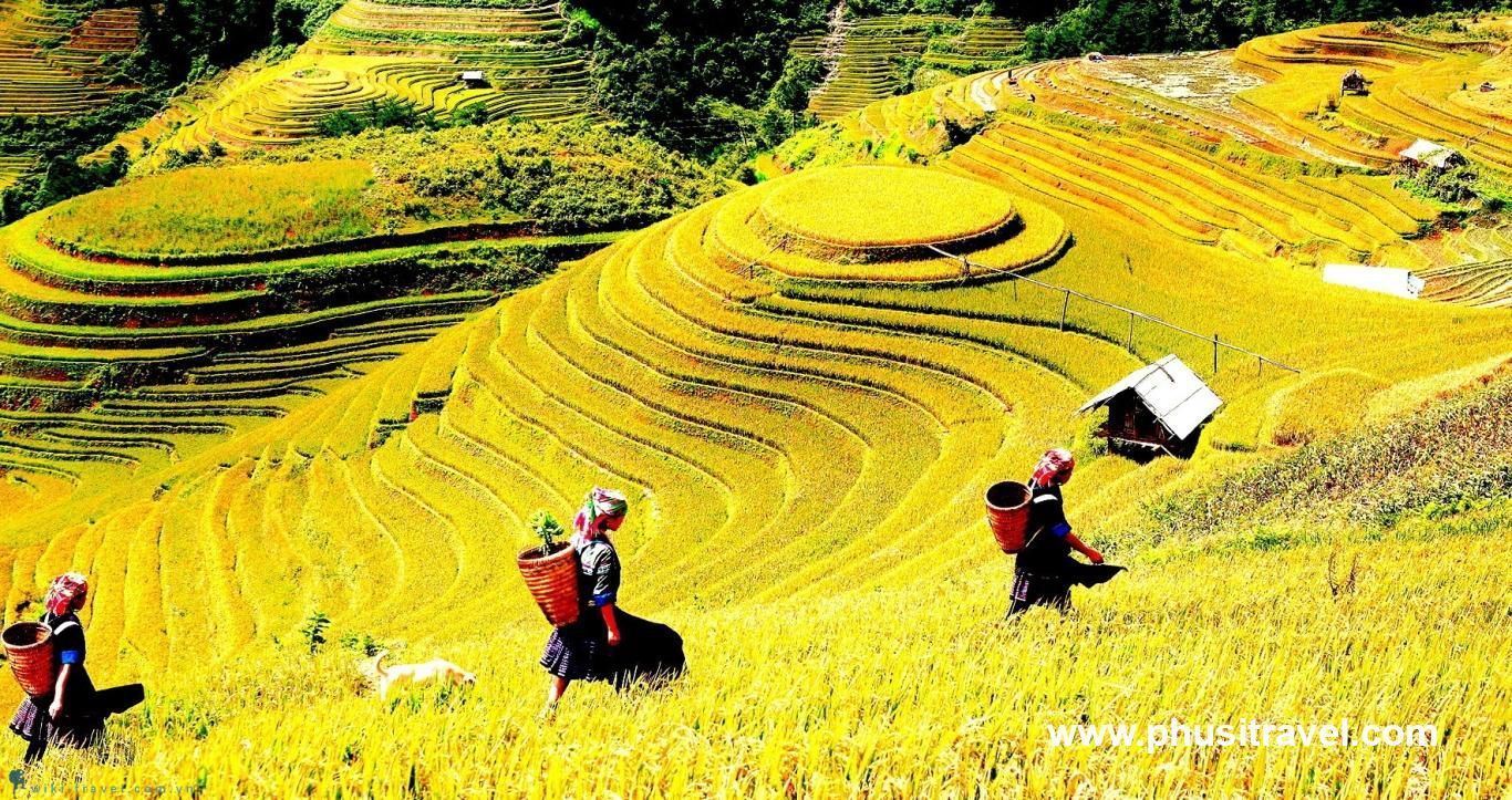 lao cai sapa